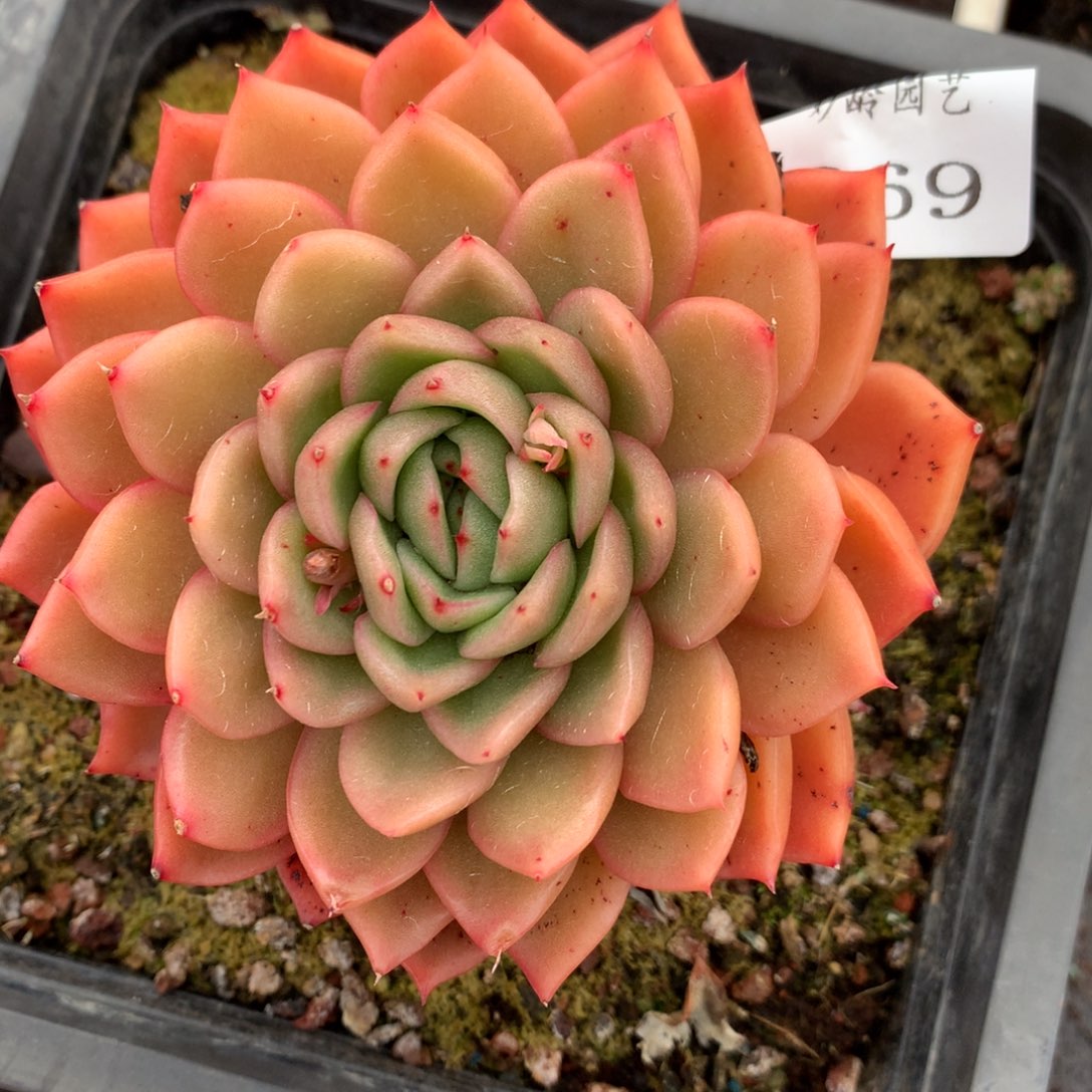 869杂交多肉9厘米