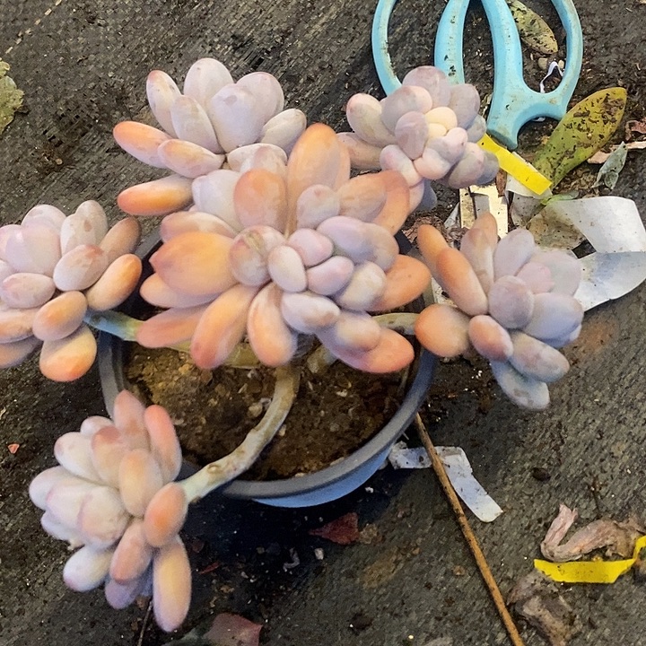 多肉植物肉肉植物