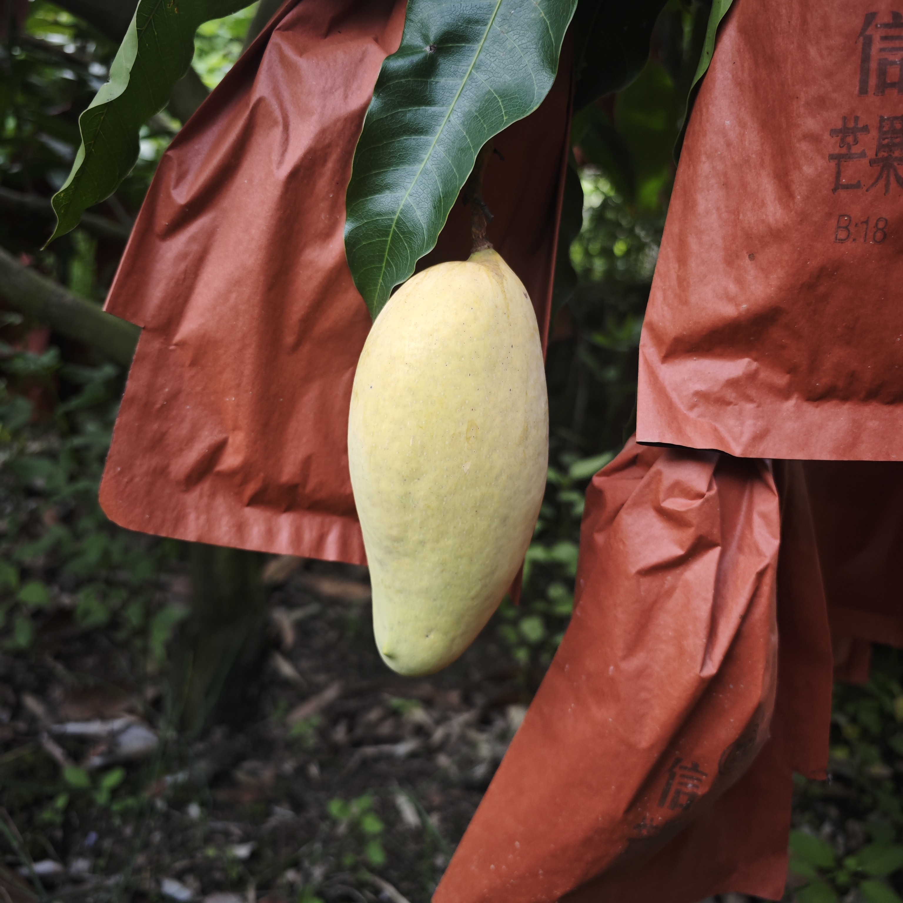 云南哀牢山晚熟芒果香甜多汁场地直发应季新鲜水果