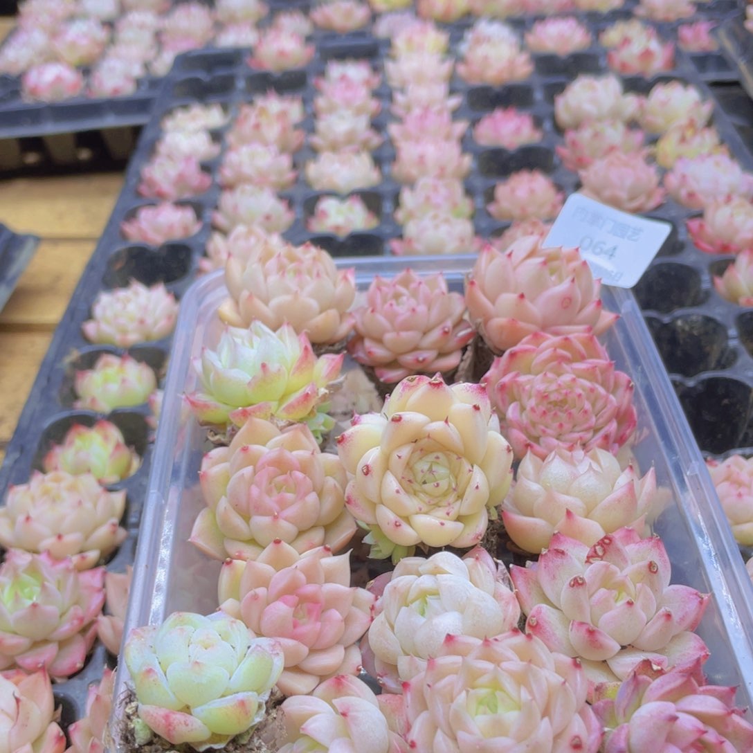 开心快乐幸福064