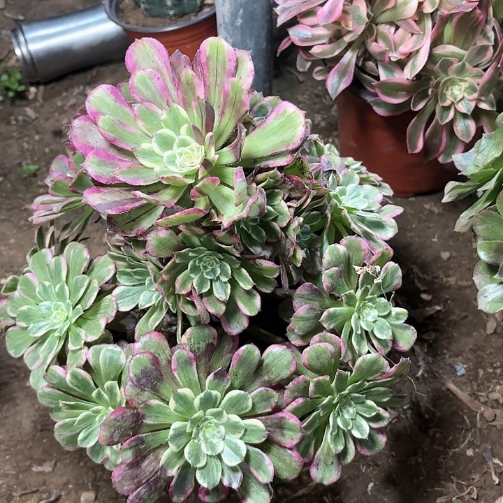 多肉植物法师紫烟30