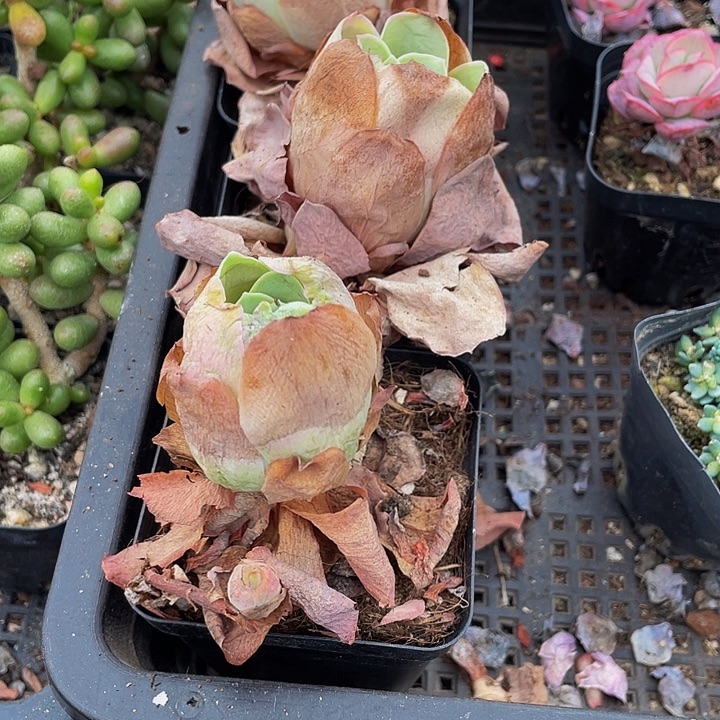 鸡蛋玫瑰带盆土发