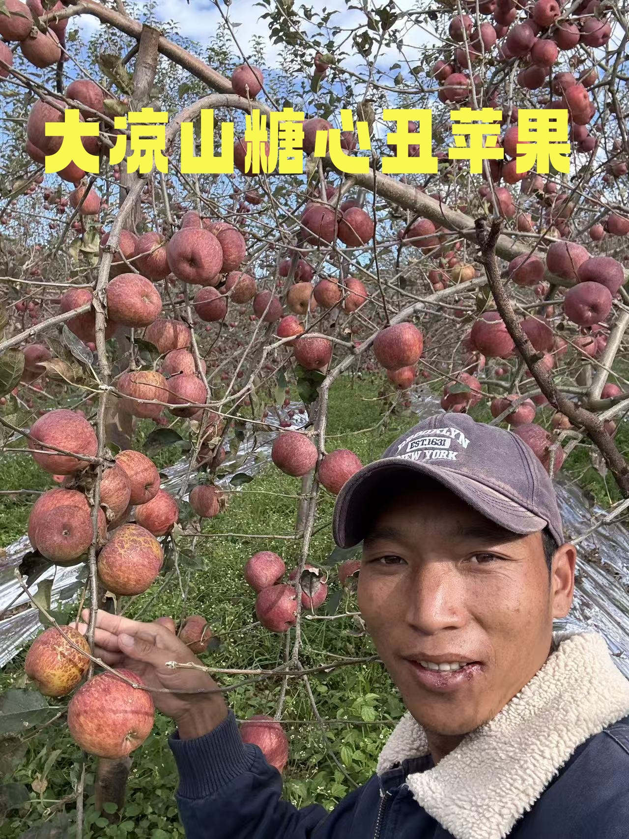 【阿秋专属】四川大凉山盐源糖心丑苹果
