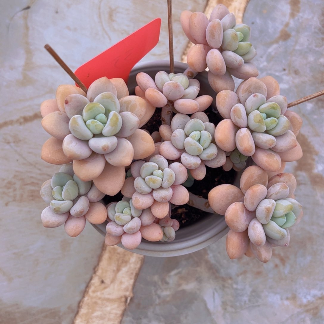 香玉的故事是一个人的