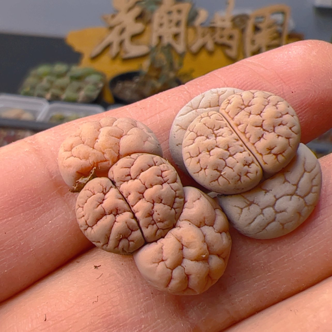 【闪购商品】0000000013