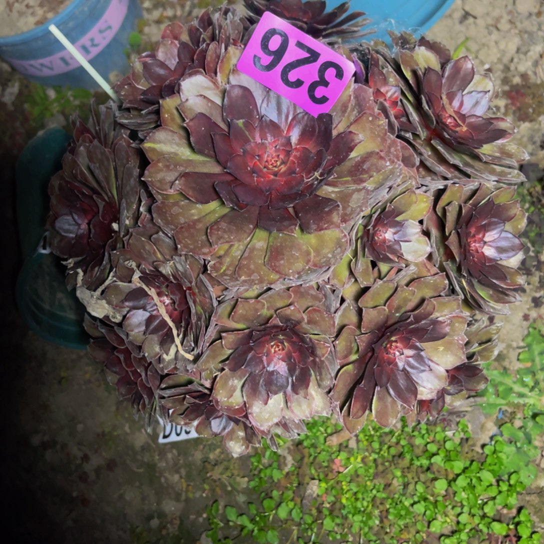 千面男爵28//////—47包邮