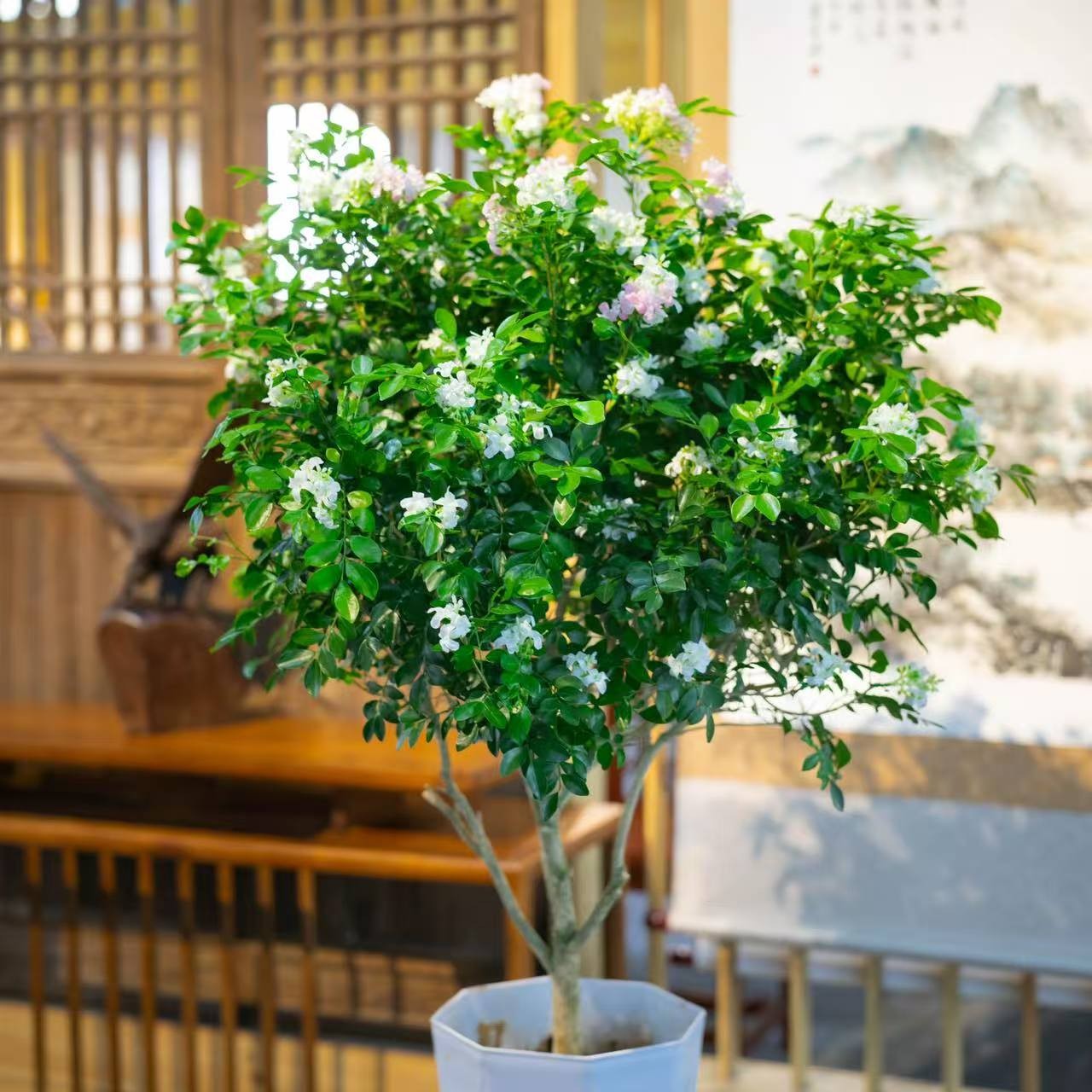 浓香九里香独杆棒棒糖造型80-1米老庄大苗庭院地载阳台四季开驱蚊