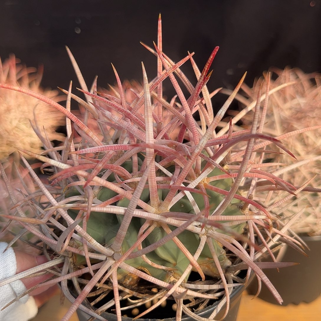 汤圆植物大龙冠原价1380