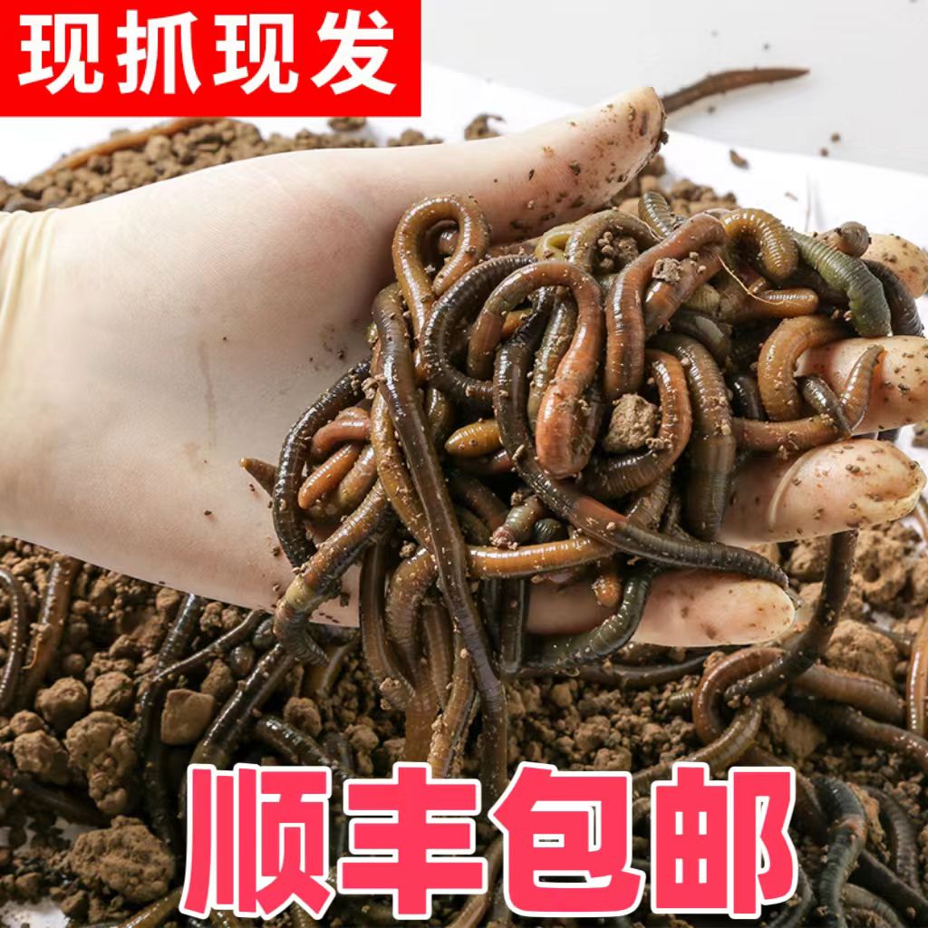 活体黑蚯蚓鲜活特大青蚯蚓垂钓钓黄鳝臭蚯蚓活铒活体蚯蚓