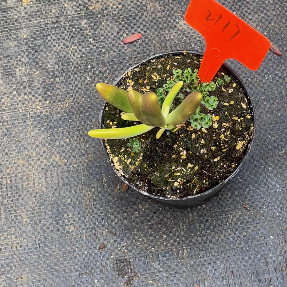 2117号上午多肉植物群生多肉