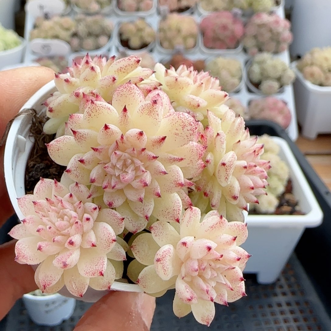 【闪购商品】0125-26小魔仙优选