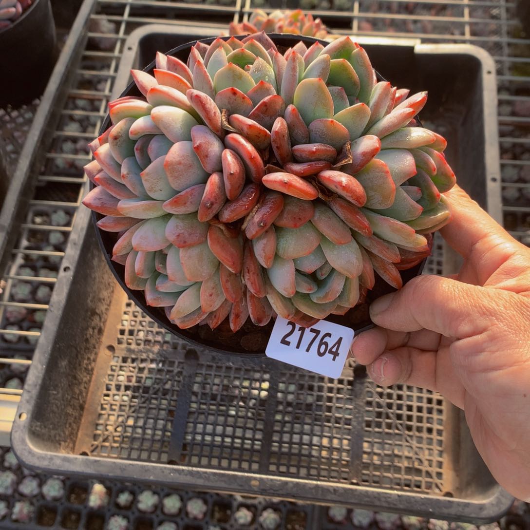 21764多头一哥们问一下