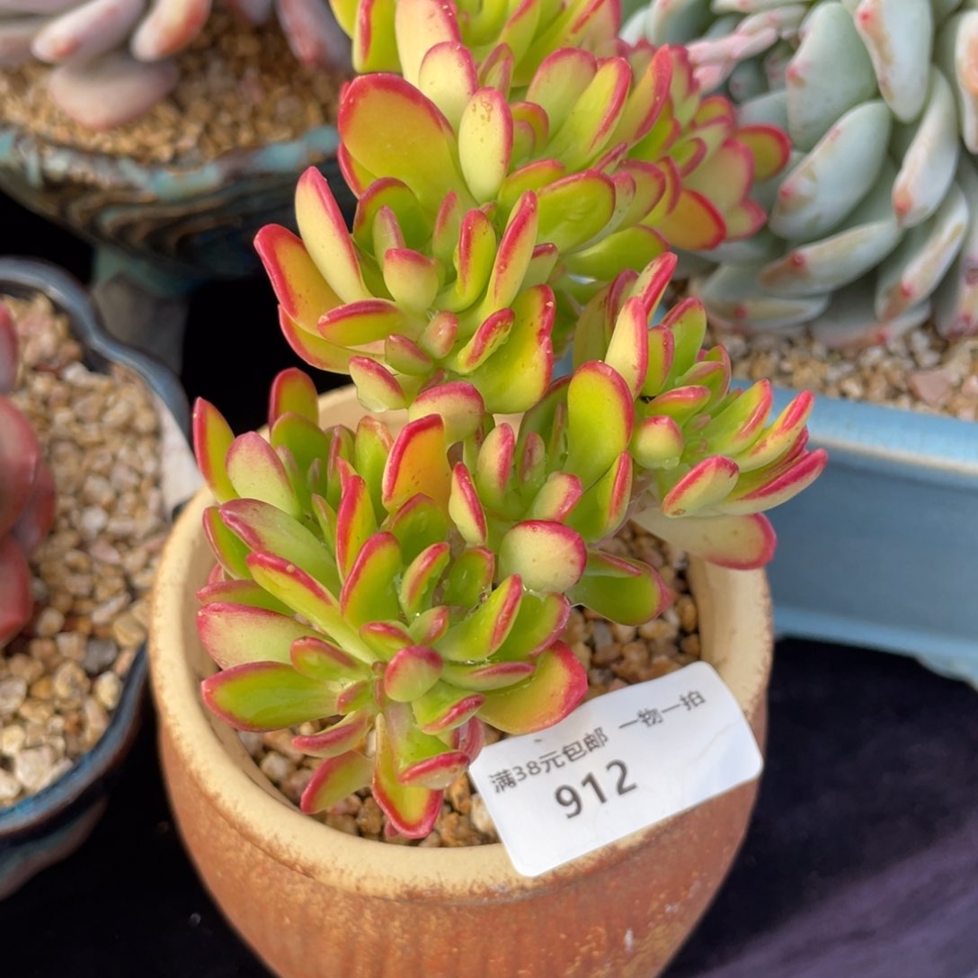 太**主912西瓜宝珠缀多肉