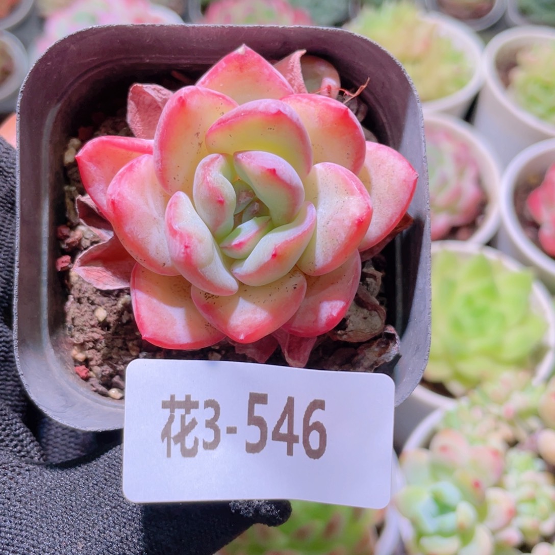 花利美3-546草莓泡芙