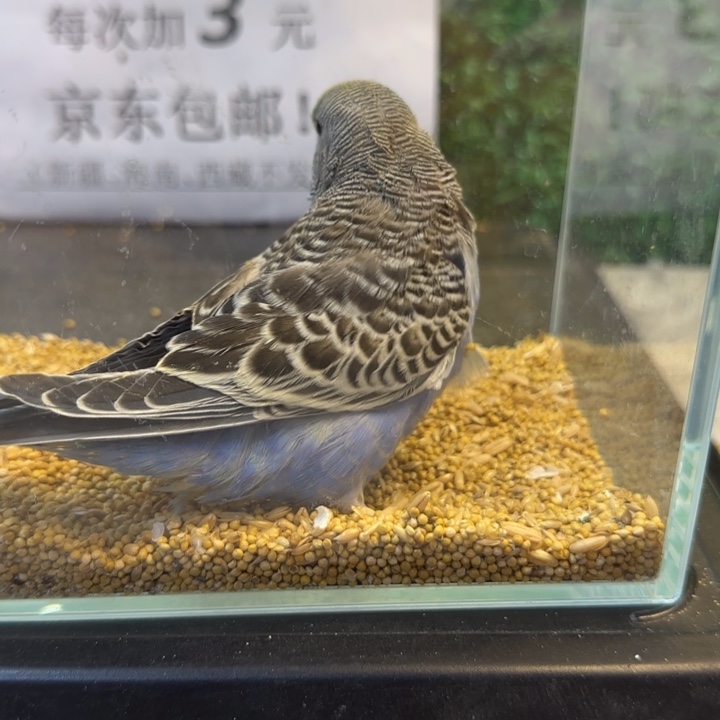 虎皮鹦鹉大头虎皮鹦鹉