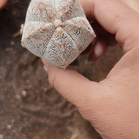 1055处理无根仙人球的