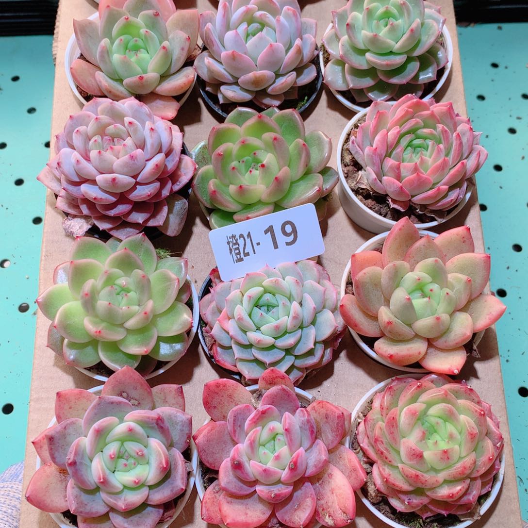 21-19一物一拍多肉带盆18颗
