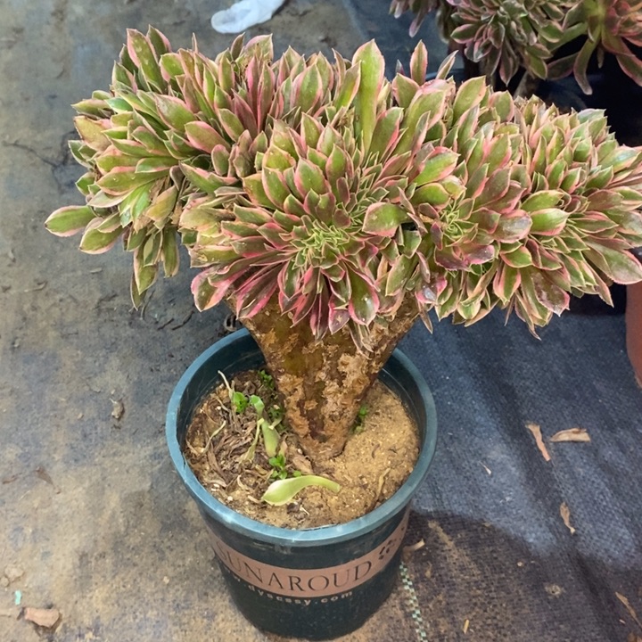 女巫缀20多肉植物法师法师