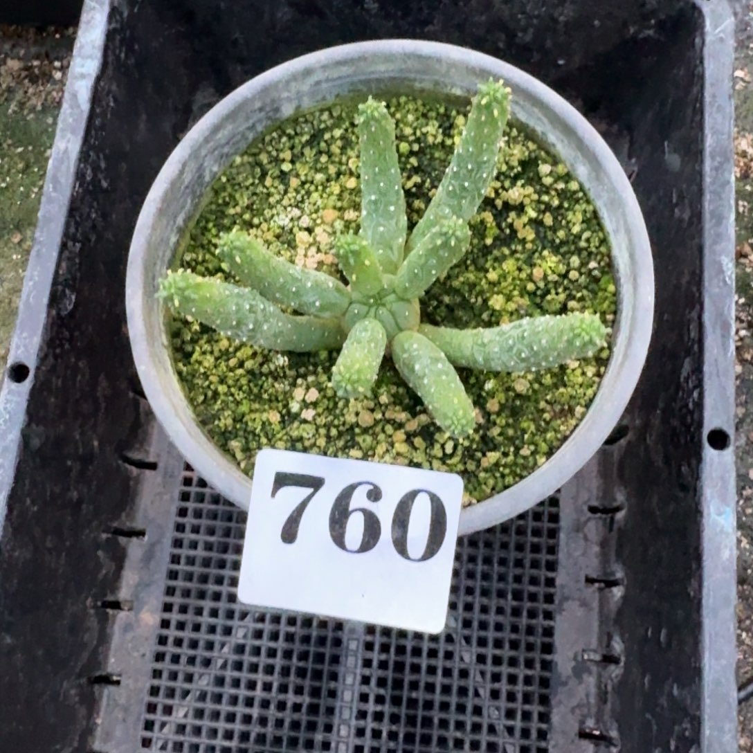 阎魔大戟多肉植物