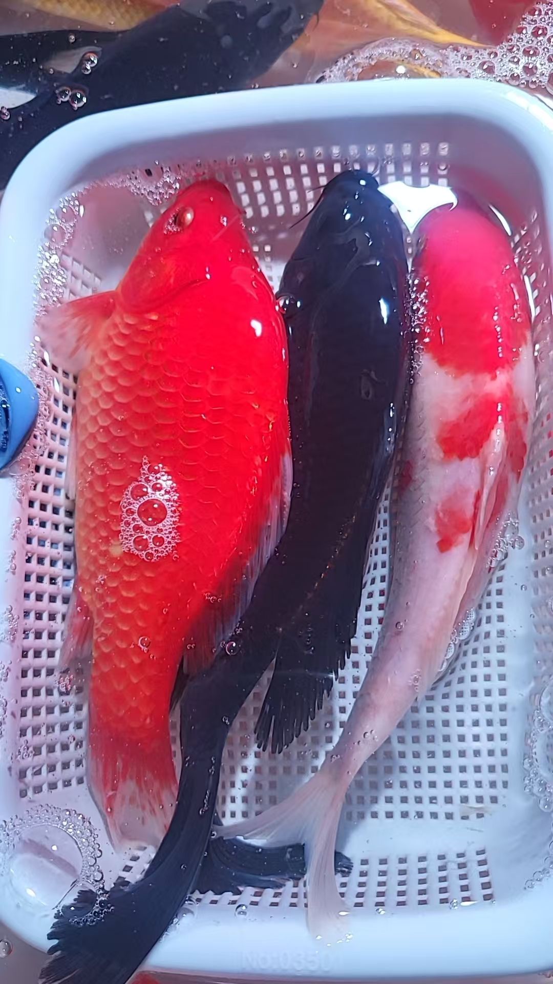 【100】18-20cm 1红草1黑1红白  新手好养耐活 观赏鱼 