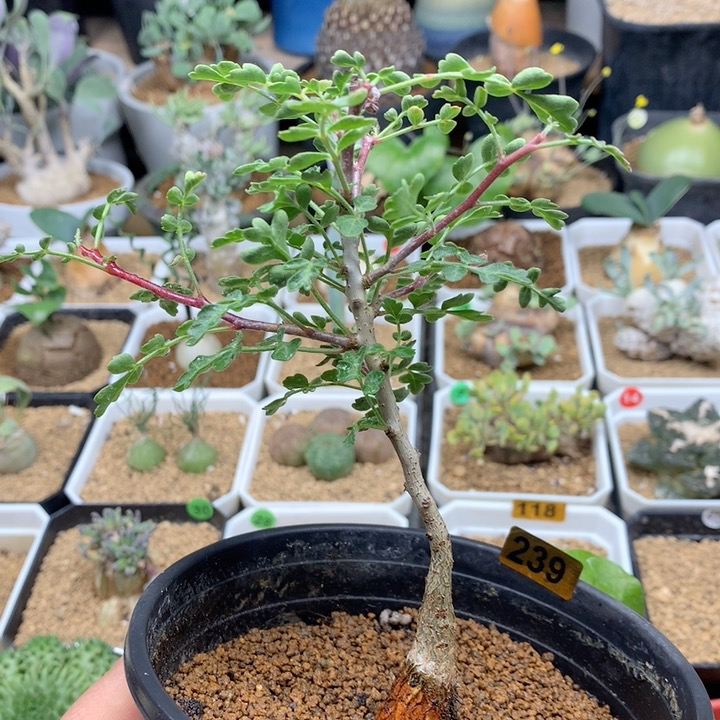 橡木漆树带盆多肉