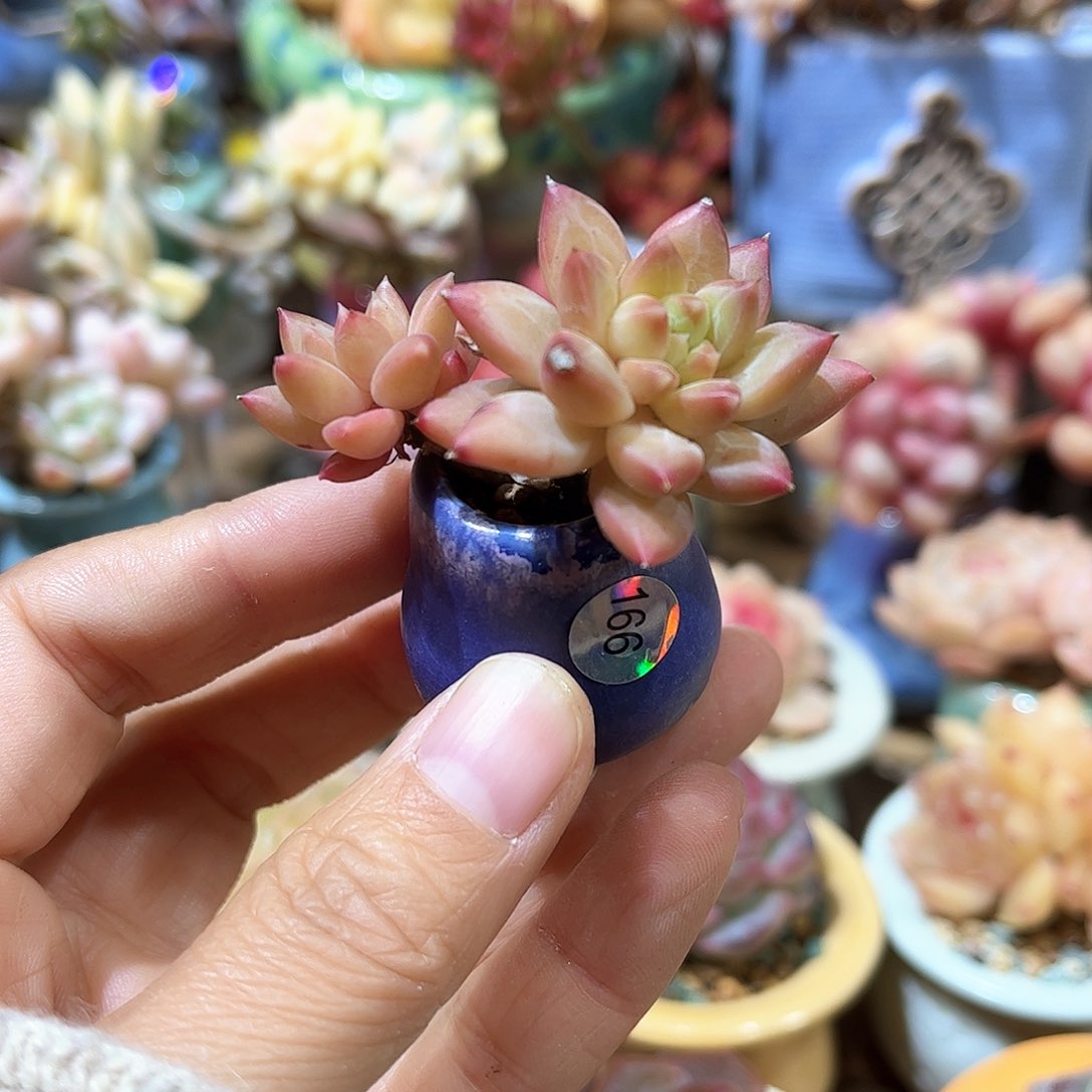 166 多肉含盆土 满30元包邮 除偏远