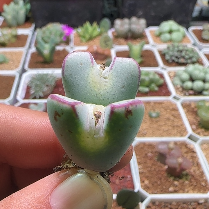 630   哈哈哈哈哈哈。 