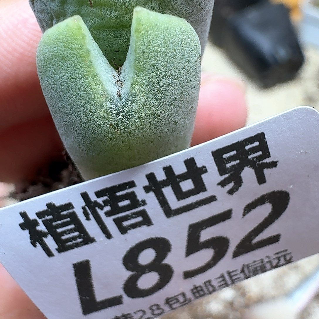 多肉植物的润泽地f