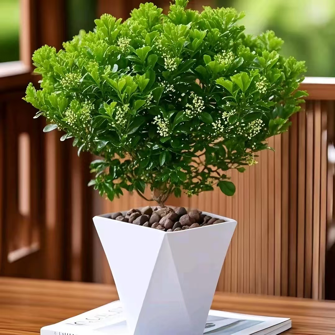 米兰花盆栽室内阳台庭院种植四季开花散发清香的植物