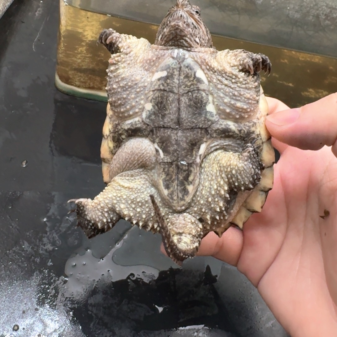 小鳄龟不分公母11