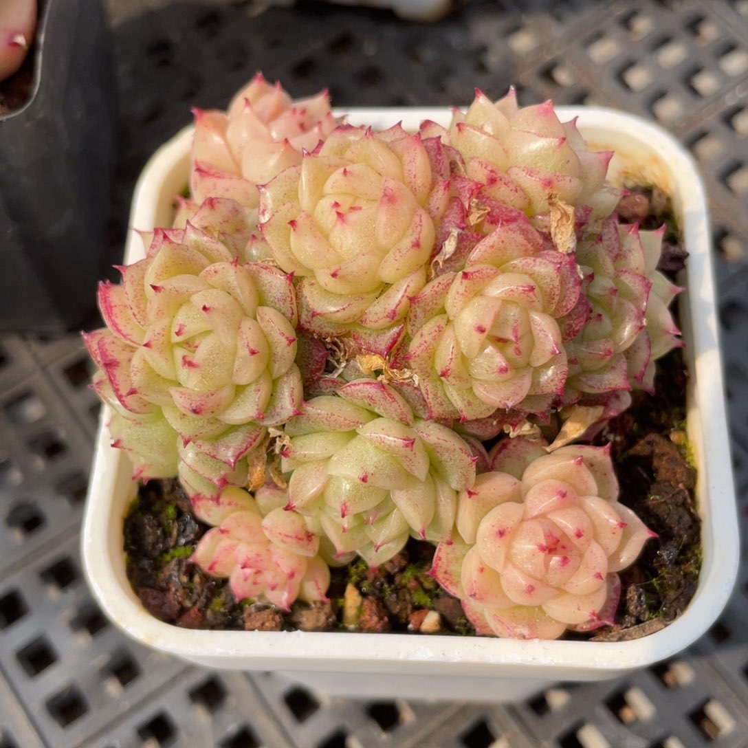 优选麦秆福利1191