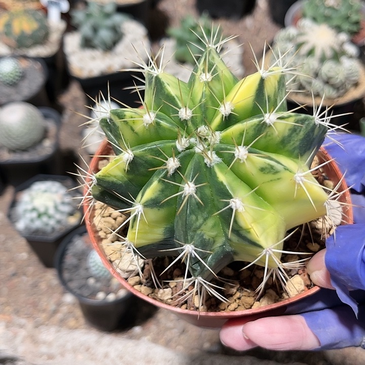 一***。111111111111