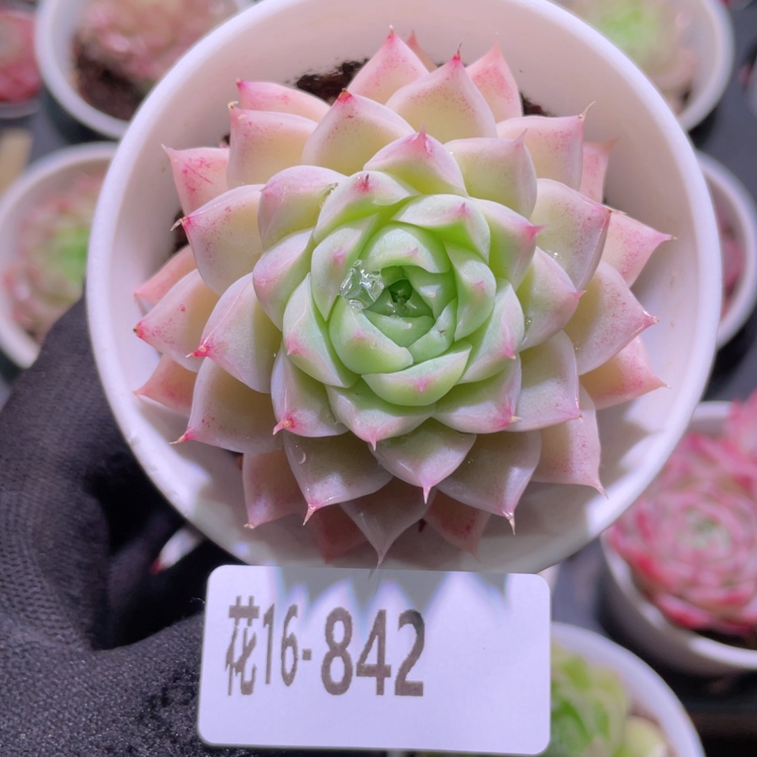 花利美-16-842女王