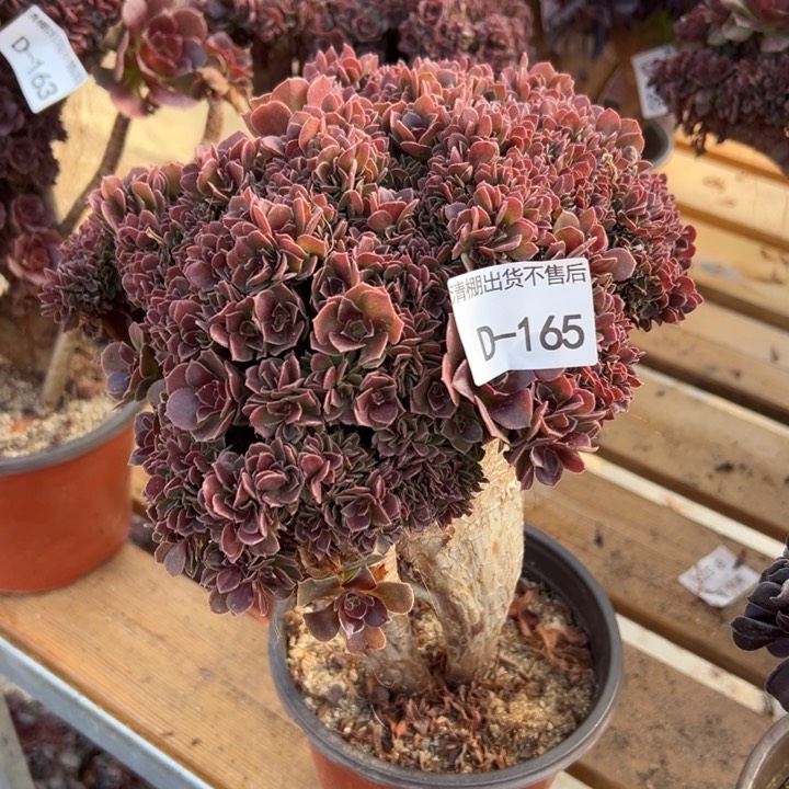 165 玫瑰自然朵缀宽23 公分