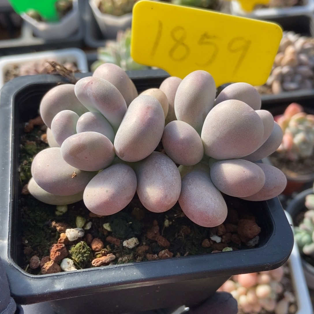 1859鸡蛋美人多肉植物