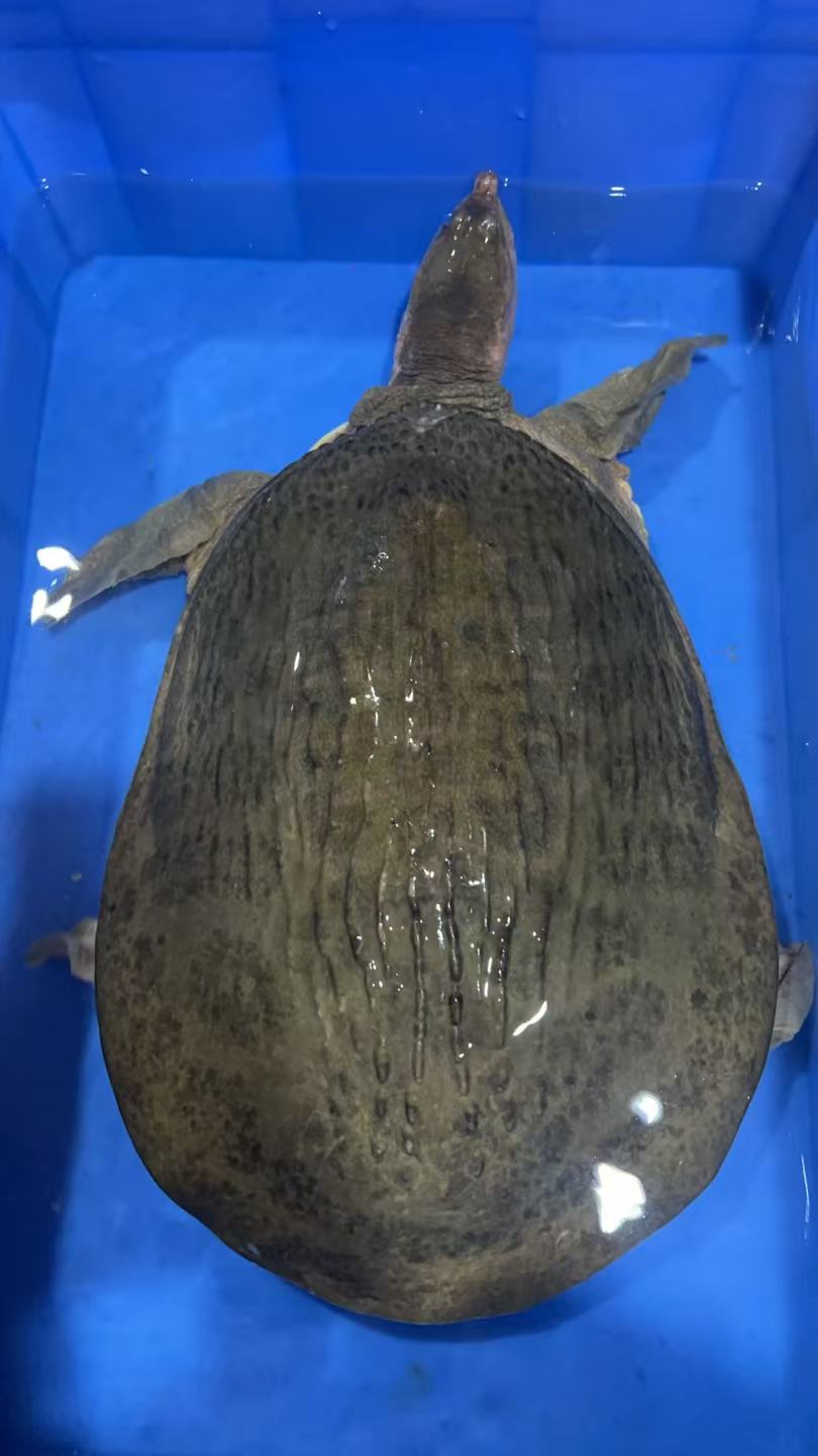 【大甲鱼】水库甲鱼17斤