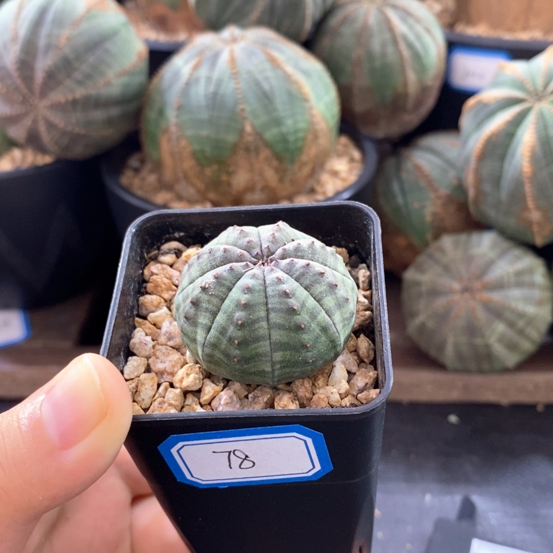 欧系实生布纹球 一物一拍