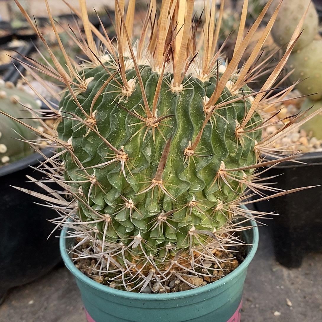 ௸*** 实生  振武玉9公分左右一物一拍