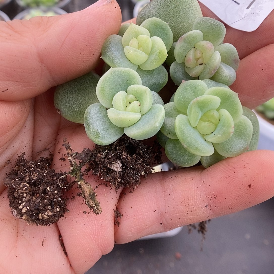 一物一拍一物一拍911-221