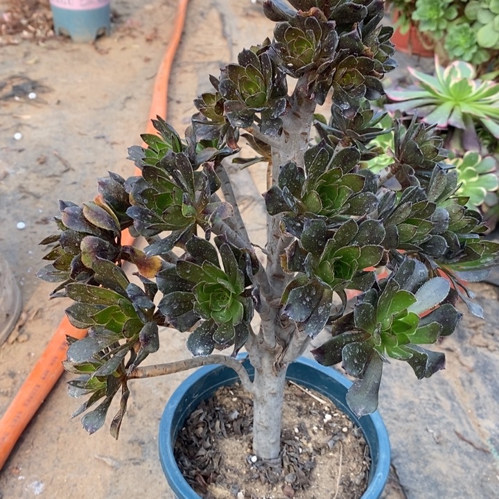 灰法5多肉植物法师法师法师