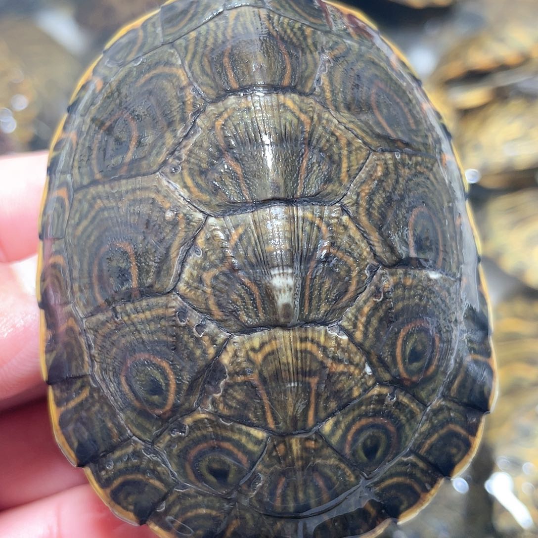 宠物龟不分公母7.4