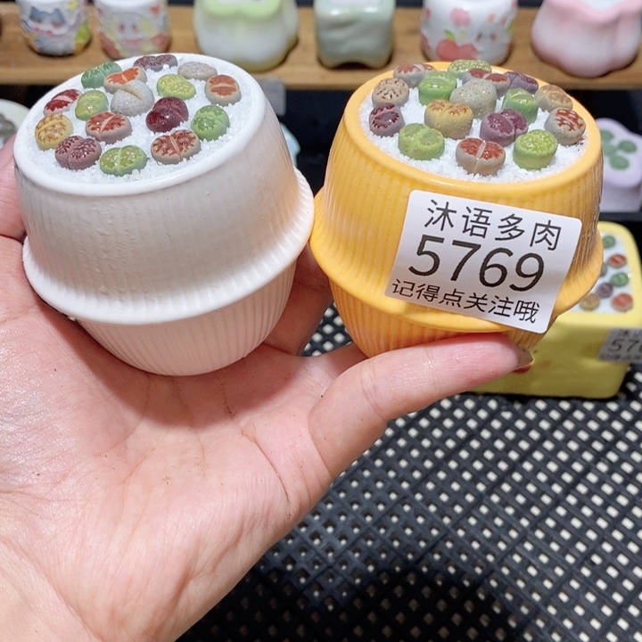 带盆土植物 一物一拍5769