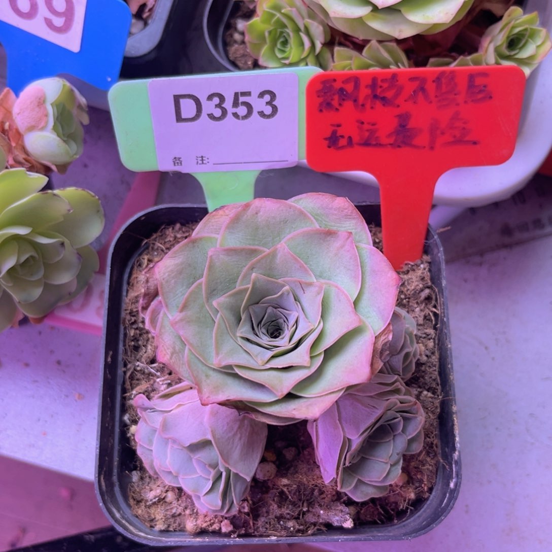 紫芙玫瑰群一物一拍D353 裸根发