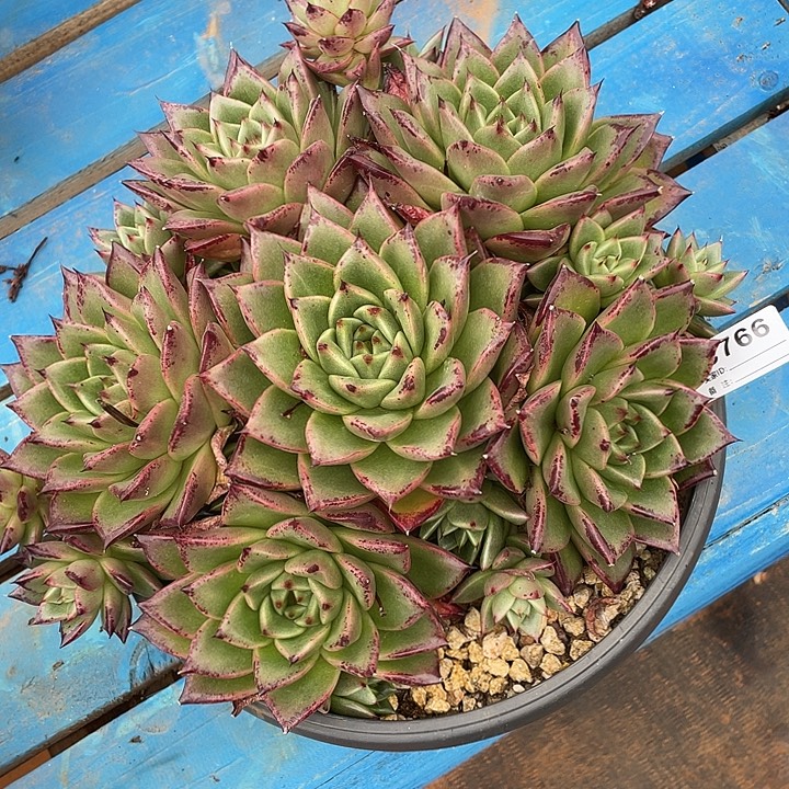 若如东云单拍C766