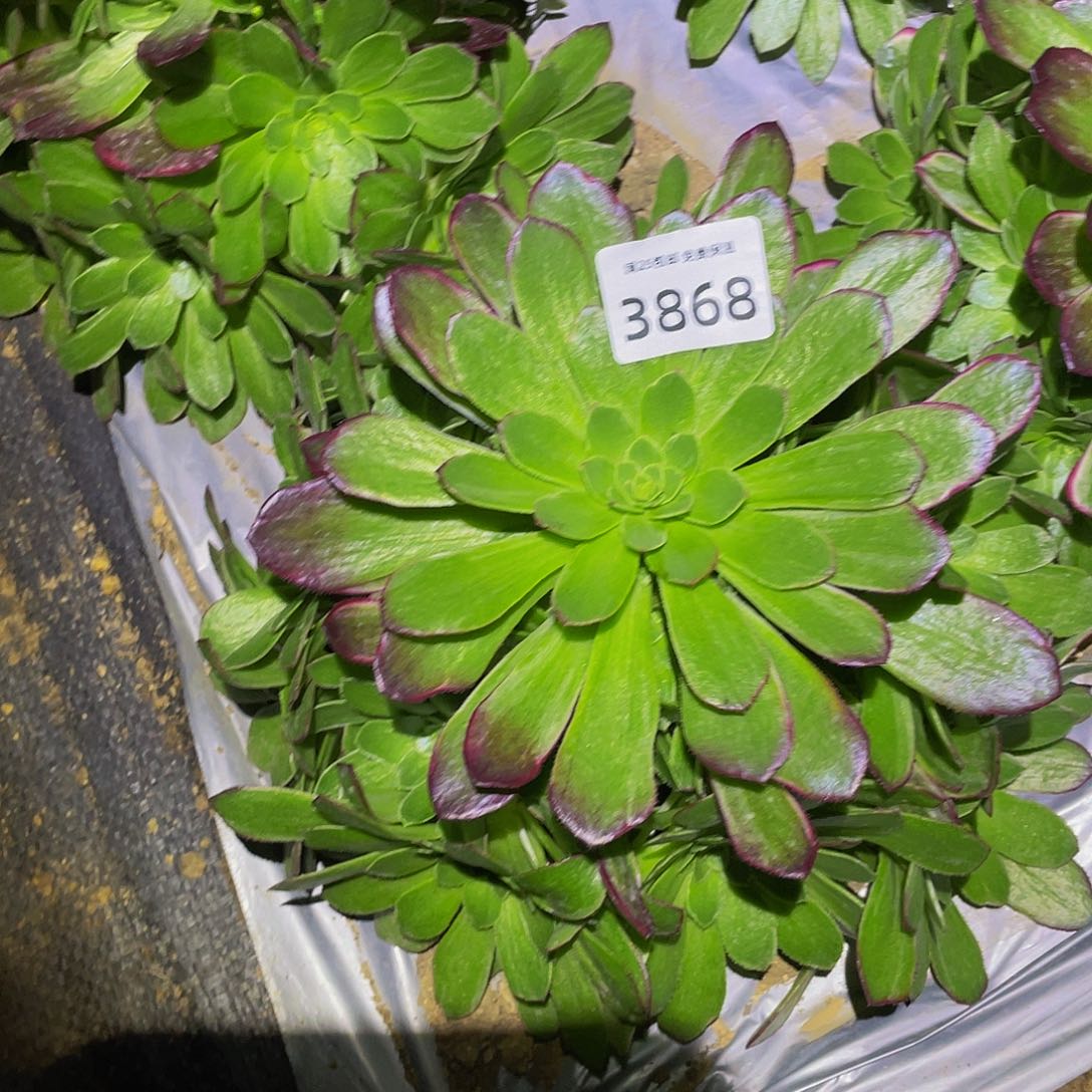 3868万花筒多肉植物