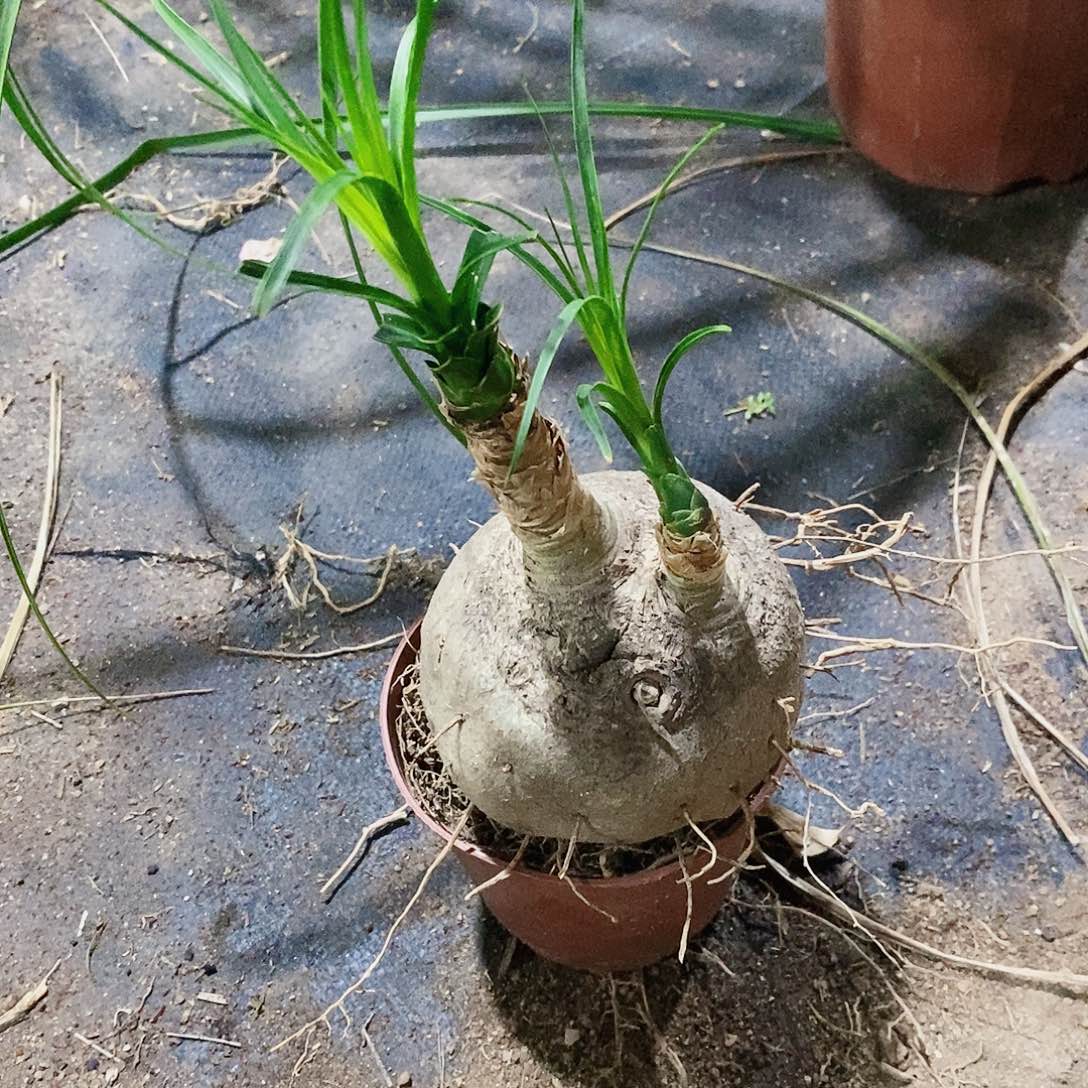 雪***笑无花朵双头酒瓶兰