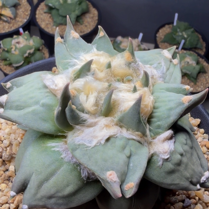 蝙蝠侠龙牙三岔怒