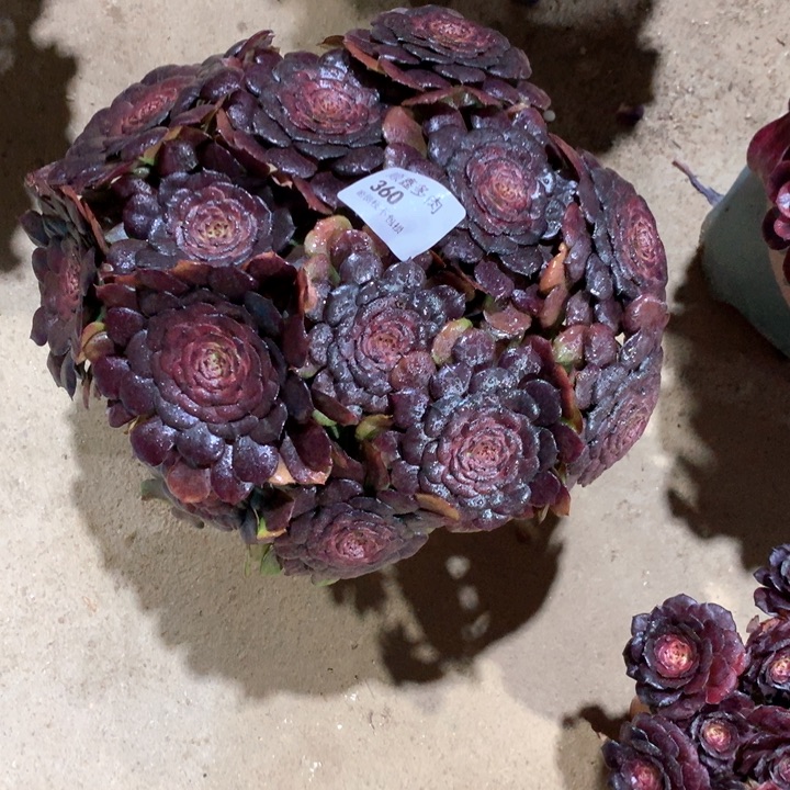 360黑萝莉多肉植物