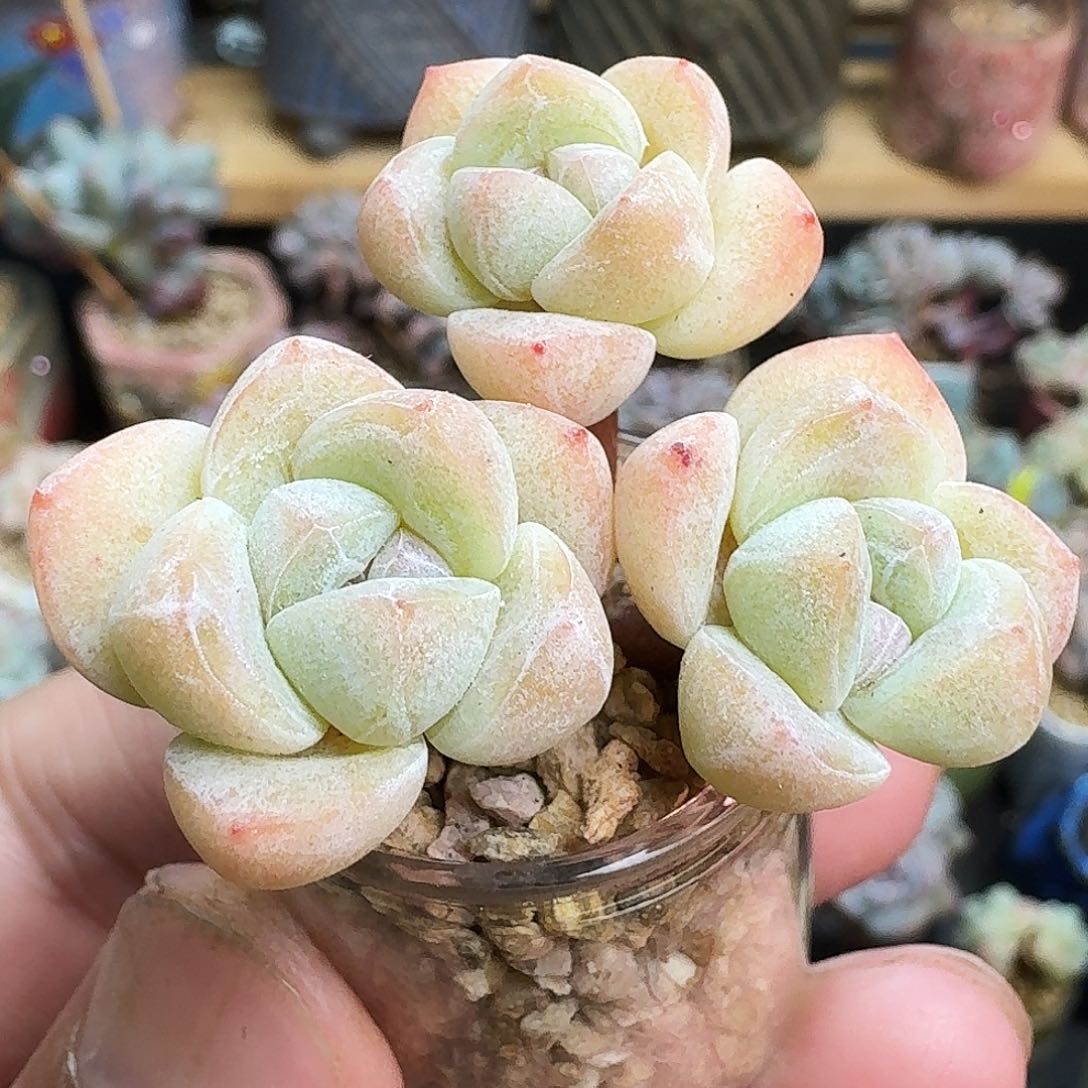 白底冰玉三头长腿带盆