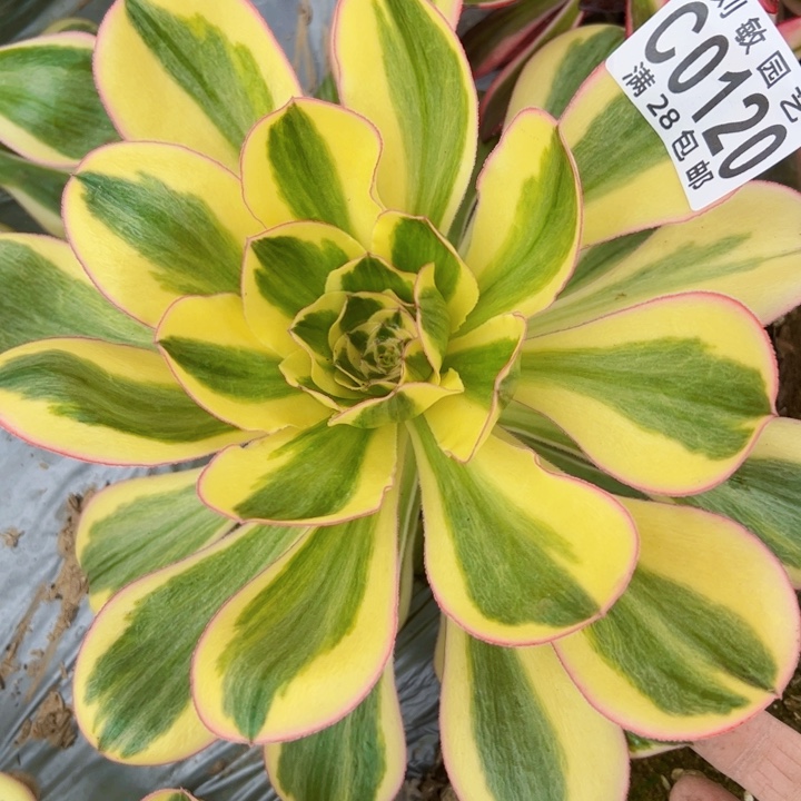 燕姿锦多肉植物法师0120